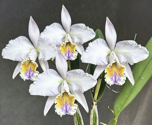 蓝莫西阿凡达卡特兰C.mossiae fma coerulea “Avatar”浓香洋兰