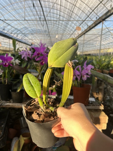 蓝色瓦涅里MAMA挖出来专拍3期