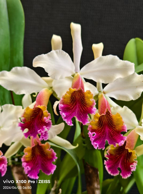 王者交多维  卡特兰C.Triumphans(dowiana x rex)大花浓香洋兰
