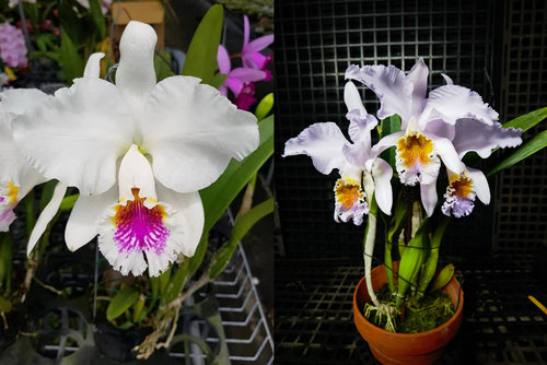 HR半白莫西交蓝莫西原种卡特兰C.mossiae大花浓香洋兰花卉卡特兰