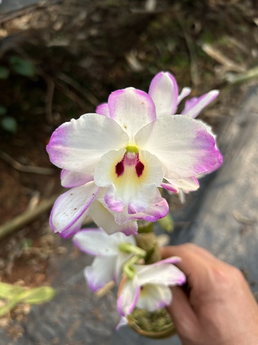 大话花春石斛夏夜