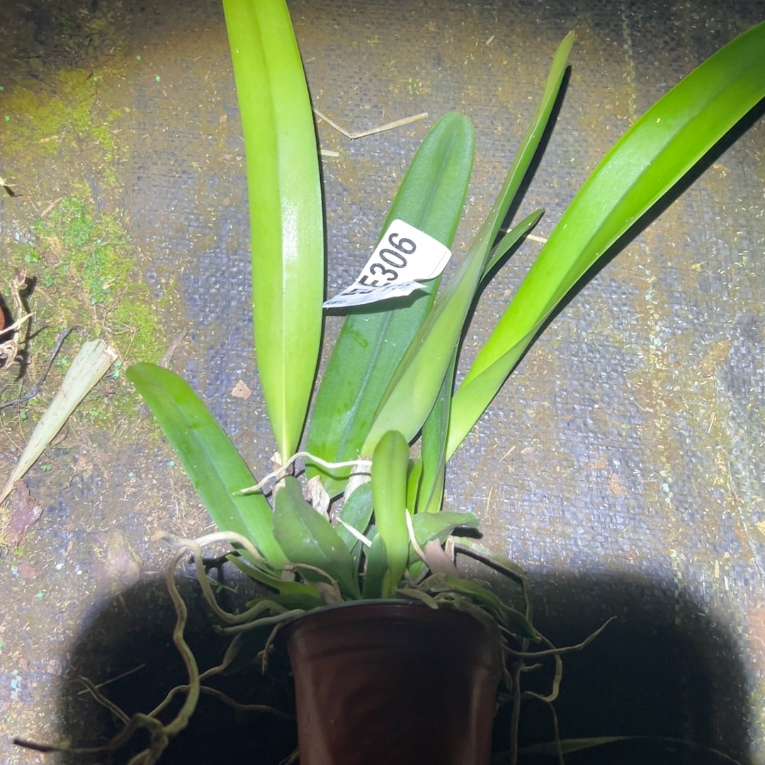 E306原种卡特兰盲盒