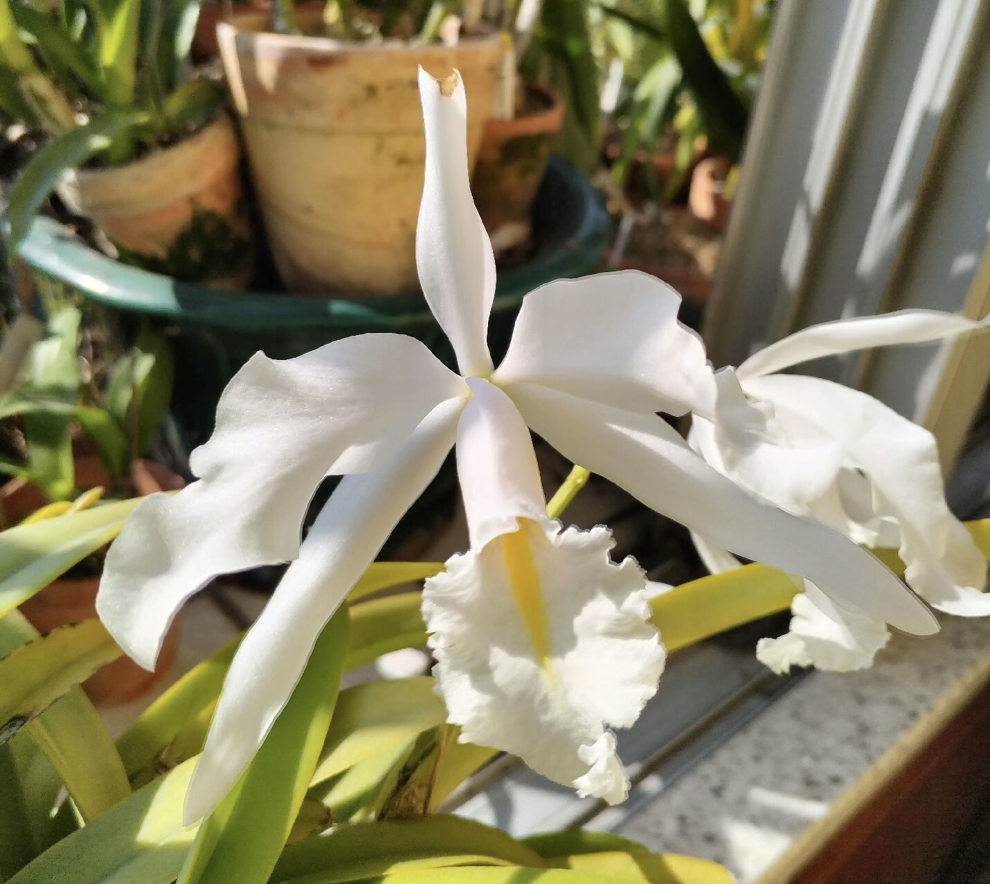 白色马克西马  卡特兰C.maxima alba大花浓香洋吊兰花卉盆栽绿植