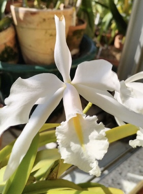 白色马克西马  卡特兰C.maxima alba大花浓香洋吊兰花卉盆栽绿植