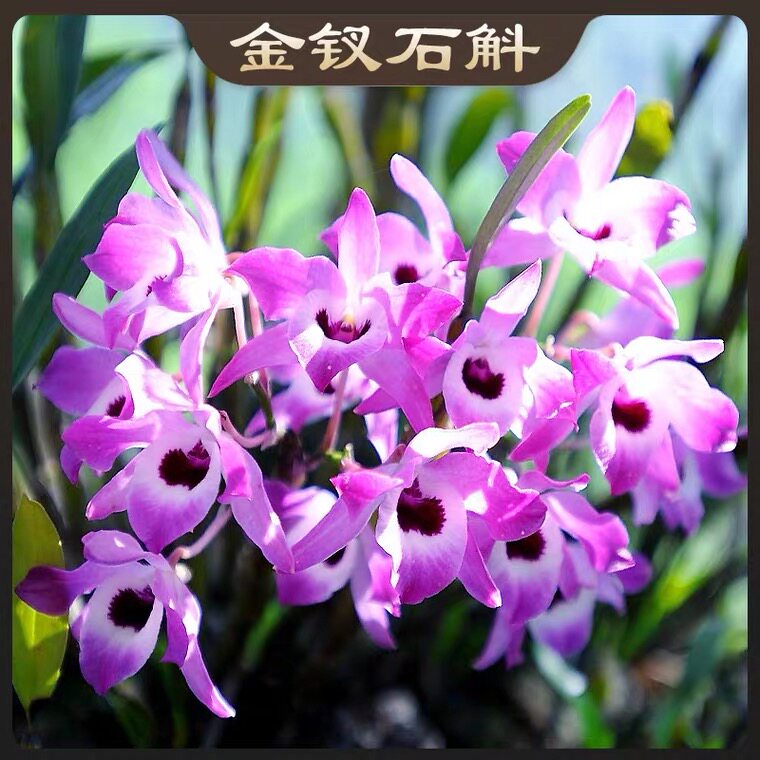 金钗石斛苗浓香云南贵州赤水金钗霍山铁皮新鲜花卉盆栽绿植