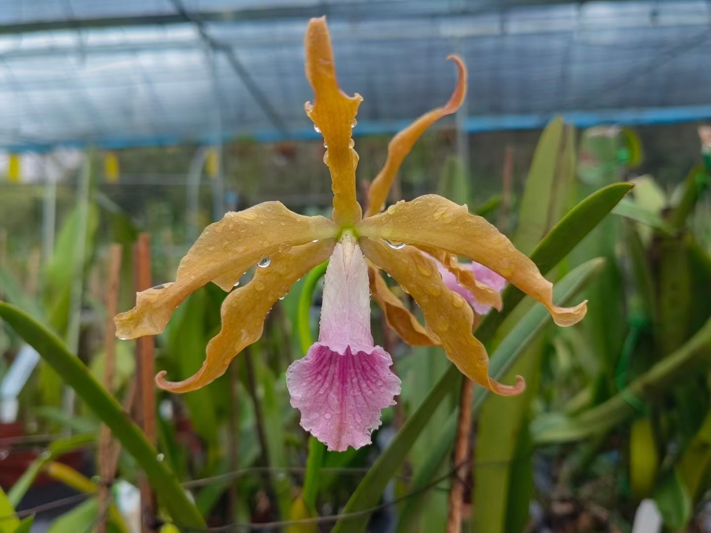 grandis蕾丽亚兰暗色系大花卡特兰浓香洋兰