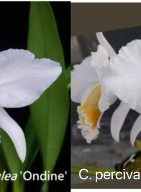 卡特兰蓝帕西C. percivaliana coerulea x sib ('Ondine' x'KS')