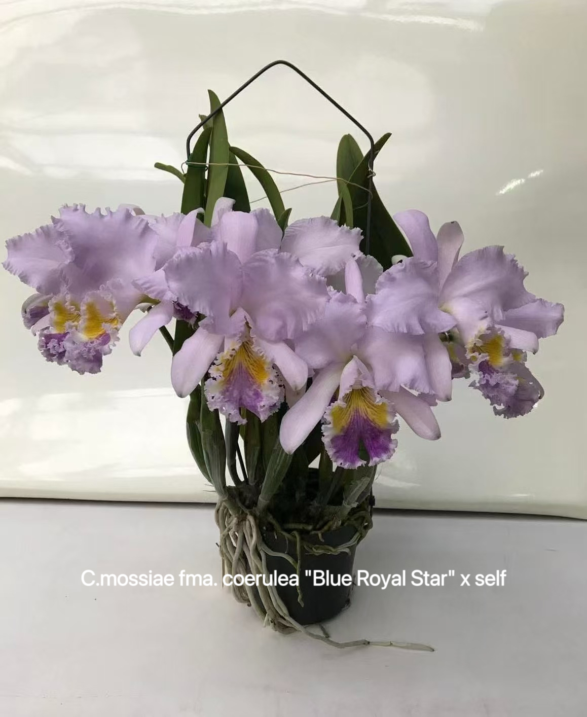 卡特兰  蓝莫西mossiae fma. coerulea 