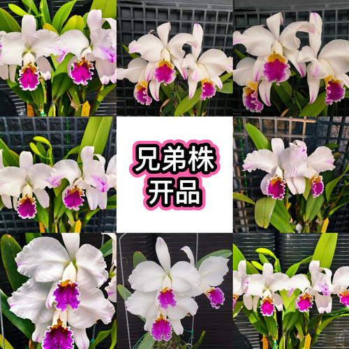 卡特兰插角半白莫西实生苗C.mossiae.semi-alba.flamea浓香洋兰