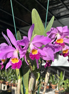 爱多拉多原种卡特兰开花株 Cattleya eldorado 'MIto'大花洋兰
