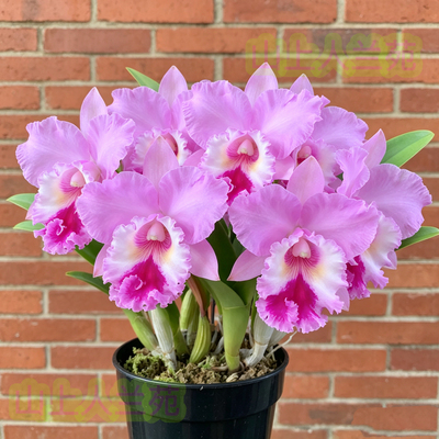 卡特兰黛安娜Rlc. Chief Pink ‘Diana’大花浓香洋兰花卉盆栽