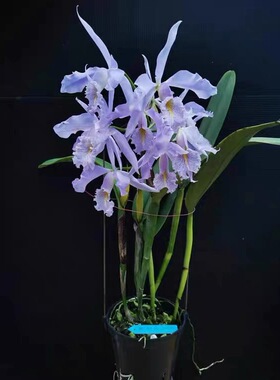 皇家蓝马克西马  卡特兰C. maxima coerulea “Royal Blue”xself