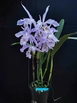皇家蓝马克西马  卡特兰C. maxima coerulea “Royal Blue”xself