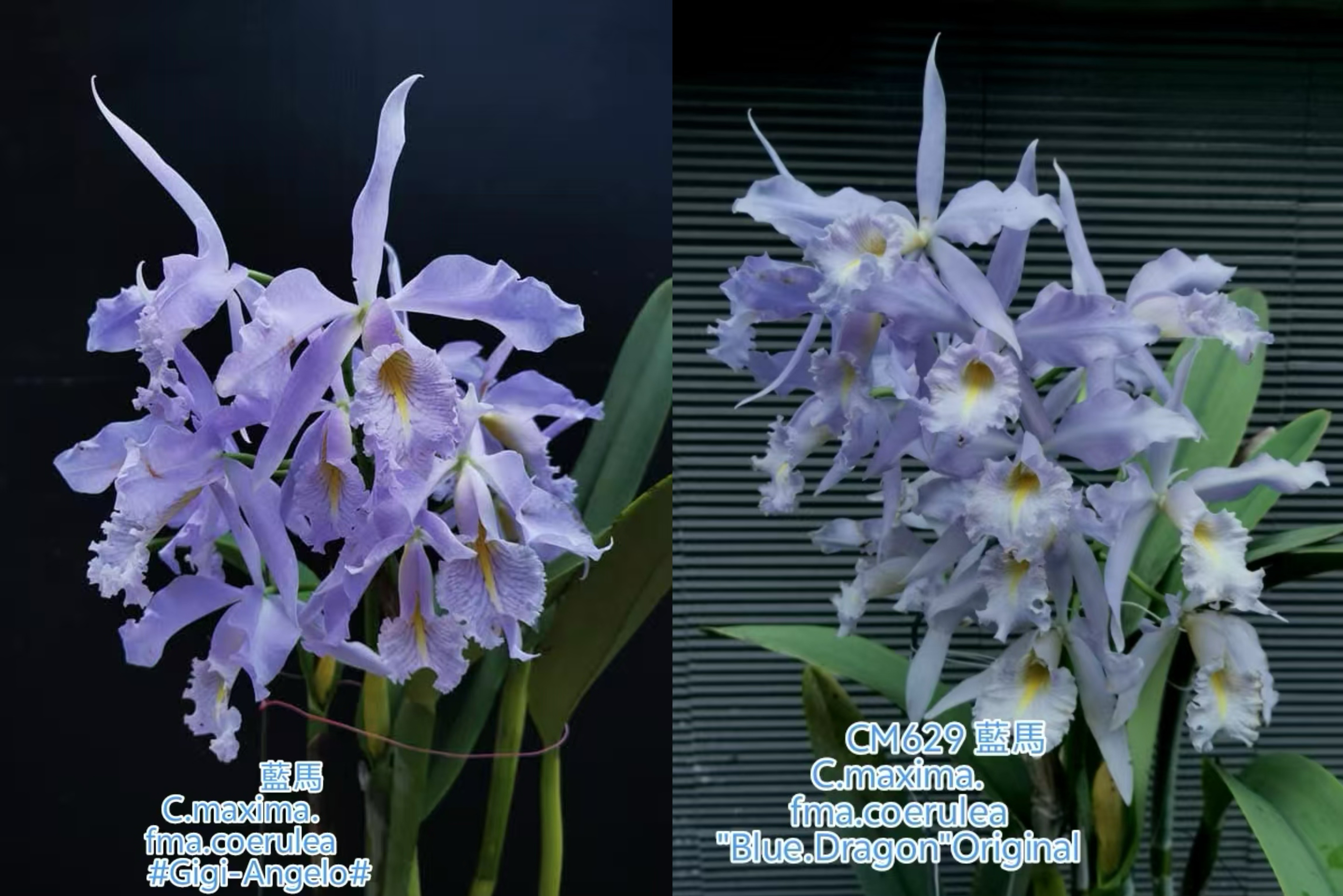 蓝色马克西马  原种卡特兰C. maxima var. coerulea 大花浓香洋兰