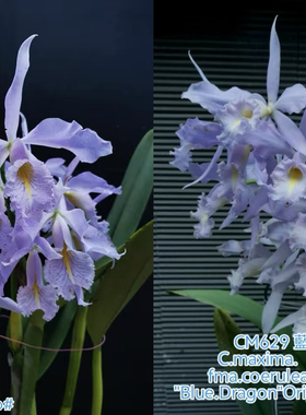 蓝色马克西马  原种卡特兰C. maxima var. coerulea 大花浓香洋兰