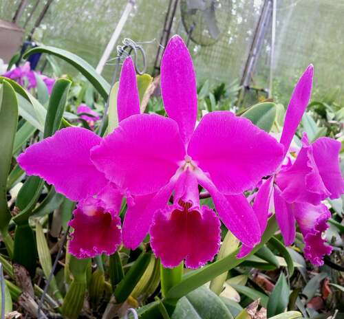 深红杰玛尼卡特兰C.jenmanii rubra ‘Corazon’ × self