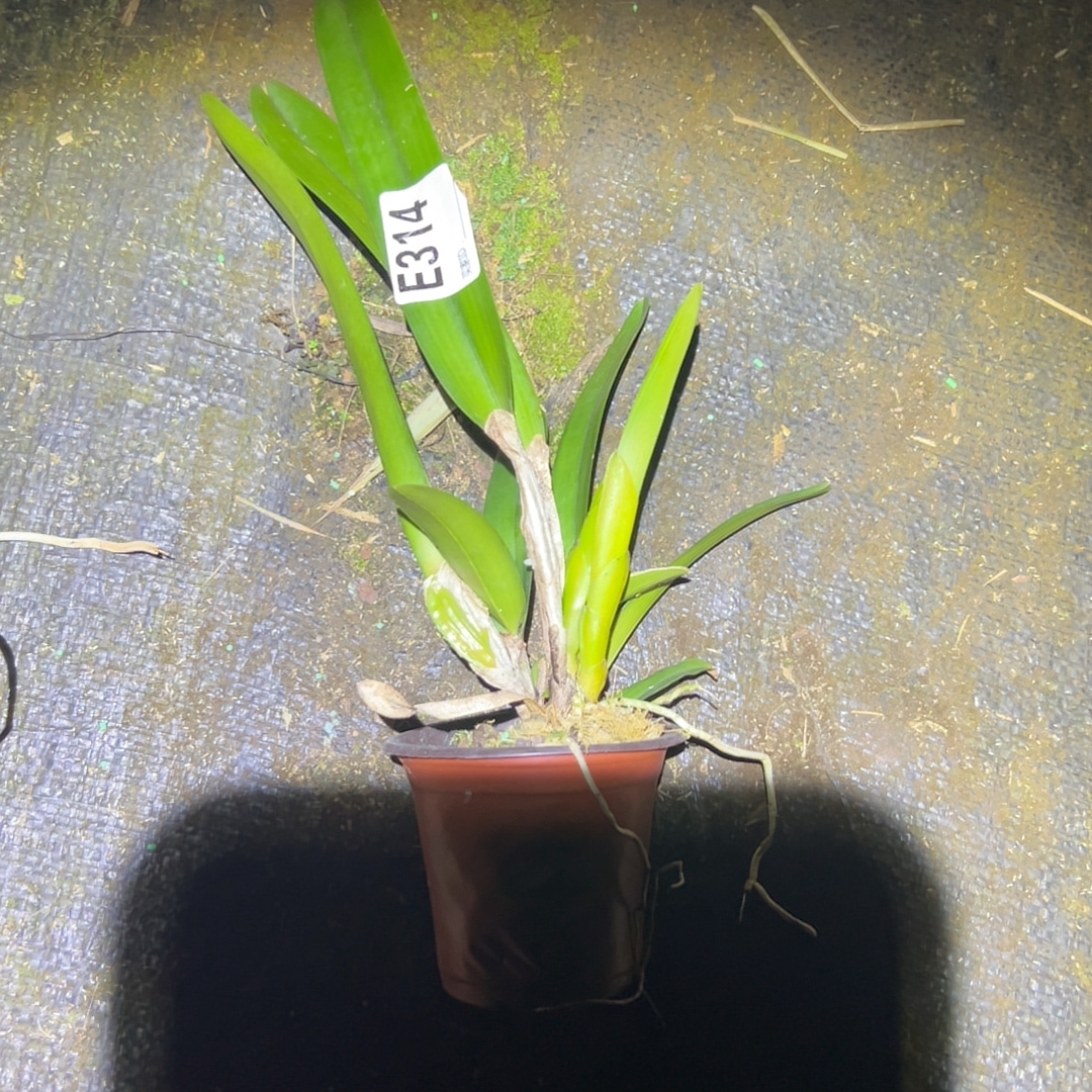 E314 原种卡特兰盲盒