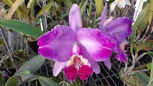 火焰路德ken实生苗原种卡特兰C.lueddemanniana var flamea*ken