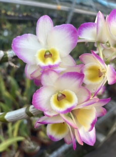 春石斛天鹅座2号Den.Cygnus‘Moon Light’天鹅座2号月光春石斛