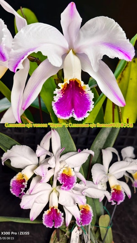 半白五插角莫西卡特兰C.mossiae s/a venosa大花浓香洋兰花卉盆栽