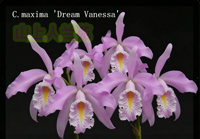 凡妮莎之梦原种卡特兰C.maxima 'Dream Vanessa' OG大花浓香洋兰