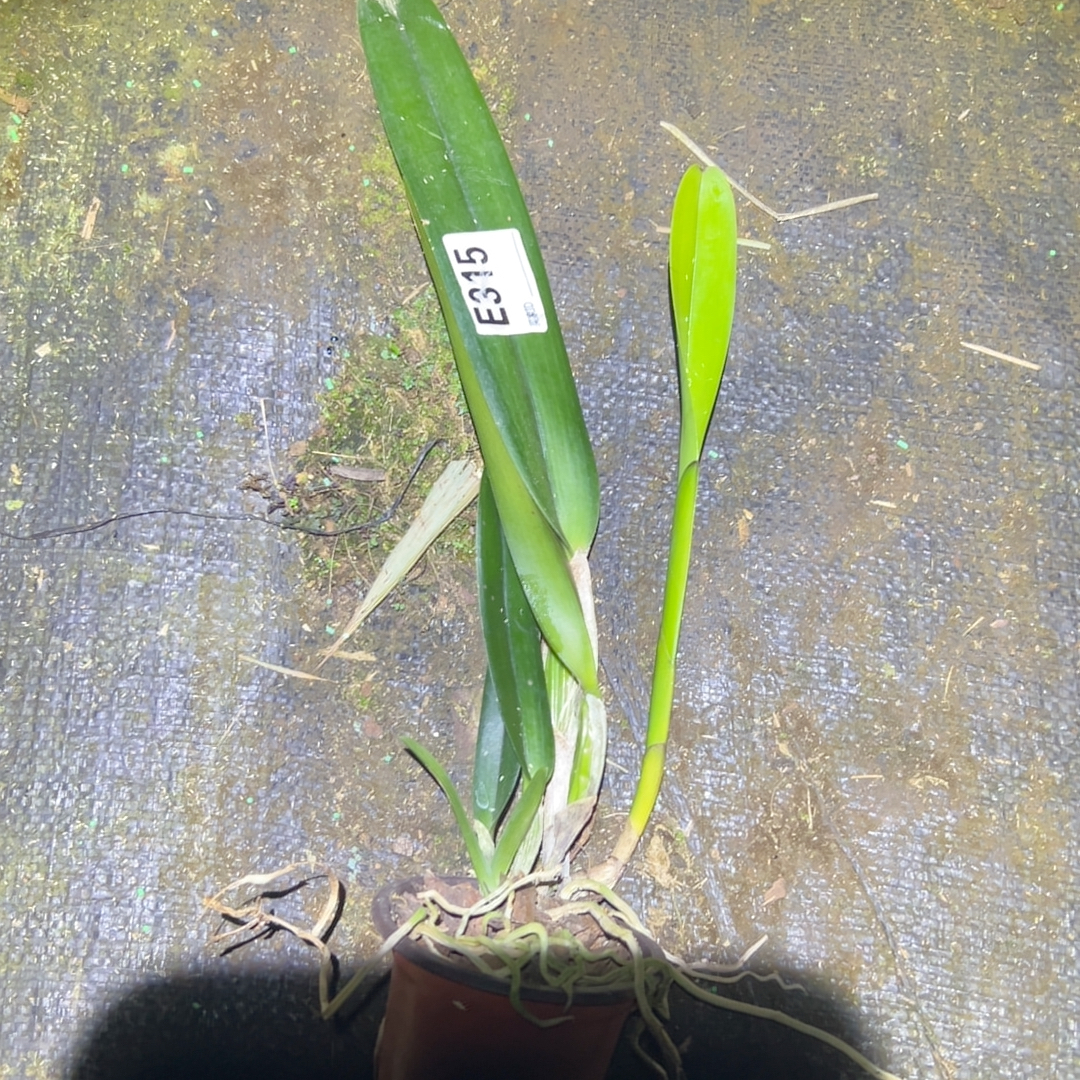 E315原种卡特兰盲盒