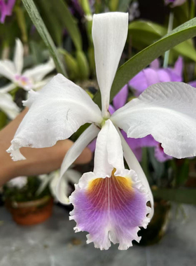 蓝特里卡特兰实生苗开花株C. trianaei var. coerulea x sib.黑#1