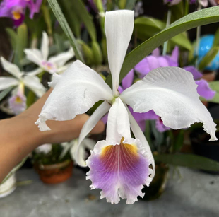 蓝特里卡特兰实生苗开花株C. trianaei var. coerulea x sib.黑#1