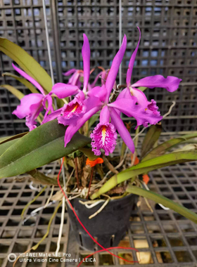 红色马西马  卡特兰C. maxima洋吊兰花卉盆栽绿植浓香卡特兰