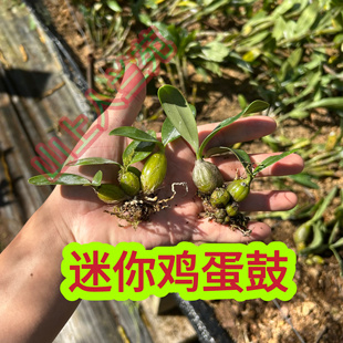 迷你鸡蛋鼓 鼓槌石斛兰 小鼓槌石斛吊兰花盆栽花卉植物石斛苗