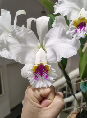 清华半白莫西交HR半白莫西卡特兰C. mossiae semi-alba 大花洋兰