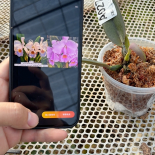 A027巴西蛋黄舒罗交日本大场193樱花宝石交暗色