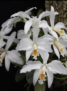 白色乔安娜 小株开大花原种卡特兰L. jongheana alba蕾莉亚开花株