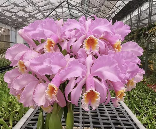 粉莫西黛安娜原种卡特兰 浓香C. mossiae fma tipo’Diana’x sib