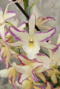 泼墨火鸟 春石斛Den. Rainbow Dance 'Hanamizuki'彩虹舞石斛兰苗