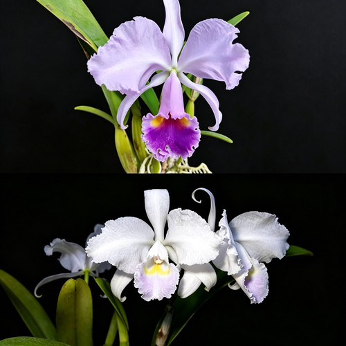 蓝特里卡特兰C.trianae（coerulea x coerulesceens）大花洋兰