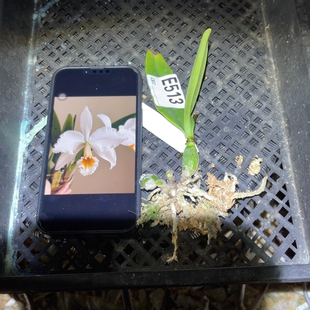 E513委内瑞拉卡耐马白帕西自交