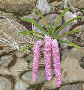 狐尾兰  附生兰石斛兰花卉洋兰吊兰花盆栽绿植安诺兰指甲兰