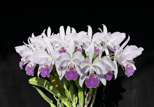 瓦涅里米兰达卡特兰C. warneri fma. coerulea 'Miranda' FCC/AOS