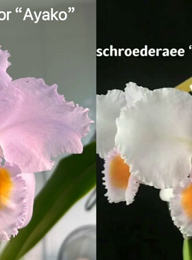 原种卡特兰舒罗C. schroderae（Ayako x Mellow Moonlight”浓香