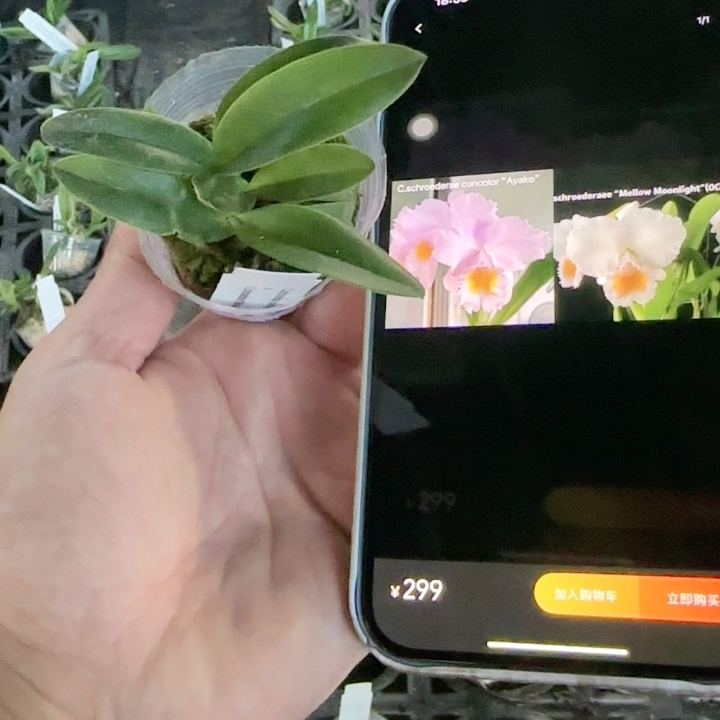 C572舒罗0Ayako交月光开箱价