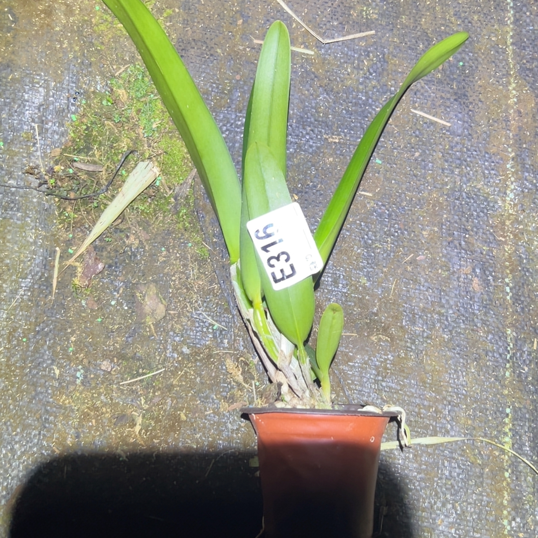 E316原种卡特兰盲盒