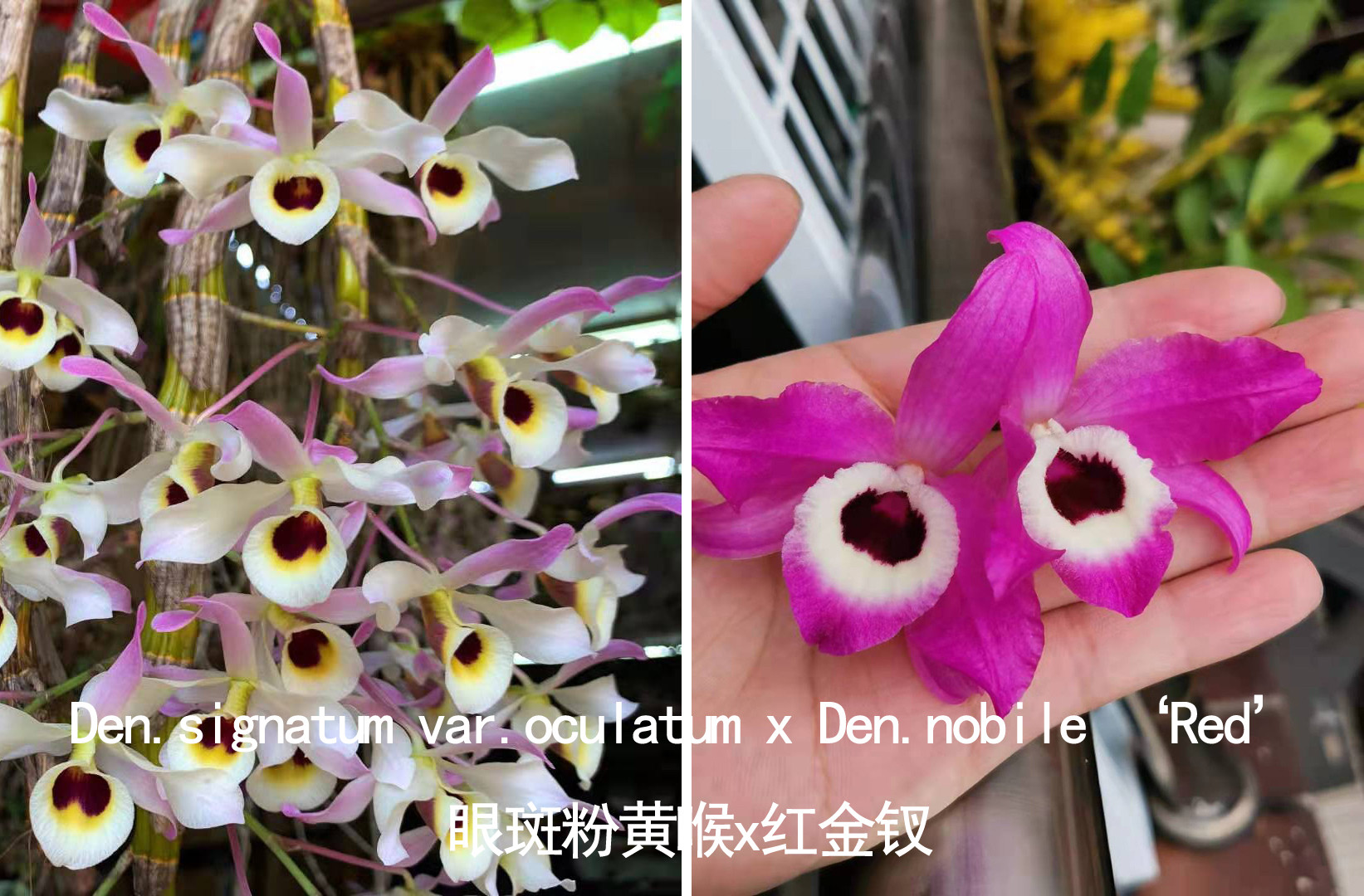 眼斑粉黄喉石斛交红花金钗石斛兰苗花卉