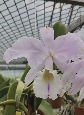 同色瓦涅里  卡特兰C. warneri fma.concolor大花浓香洋吊兰花卉