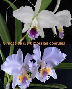 半白莫西交蓝莫西  原种卡特兰C.mossiae大花浓香洋兰花卉卡特兰