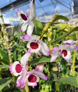 春石斛兰 Den. Fujiyama '富士山' 石斛春石斛浓香型浓香型石斛兰