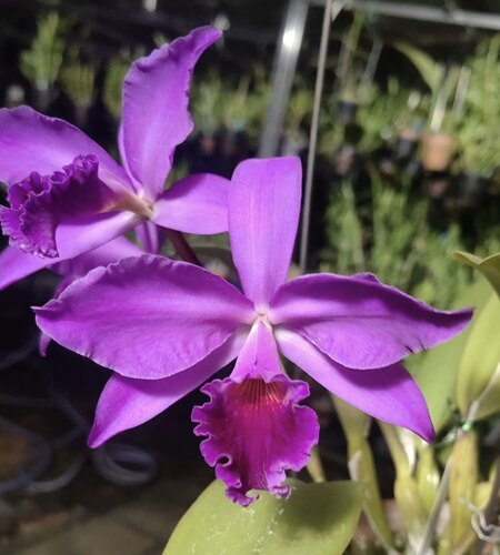 清华深红拉比卡特兰C. labiata rubra“Qing Hua”大花浓香洋兰