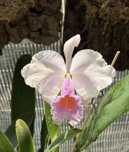 半白舒罗原种卡特兰C. schroederae semi-alba浓香洋兰花卉盆栽