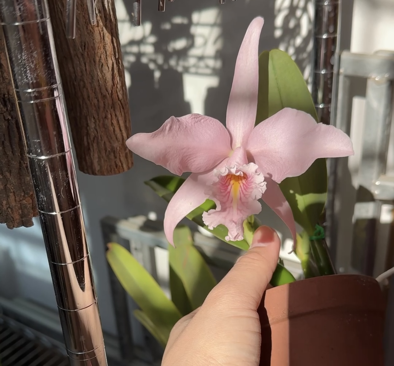 原种卡特兰   樱花马克西马 C. maxima carnea 