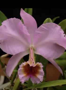 金唇帕西卡特兰C.percivaliana aurea 'Geogina' JC/AVO茂源兰园